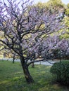 Plum Tree Blossom at Hamarikyu Gardens in Tokyo, Japan Royalty Free Stock Photo